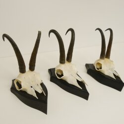 3 Stück Gamsgeweihe Gemse Geweihe auf Trophäenschilder SL max. 20,8 cm 47.175