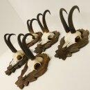5 pieces of chamois antlers on trophy boards SL max. 22...