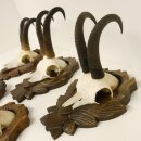 5 Stück Gamsgeweihe Gemse Geweihe auf Trophäenschilder SL max. 22 cm 47.176