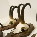5 Stück Gamsgeweihe Gemse Geweihe auf Trophäenschilder SL max. 22 cm 47.176