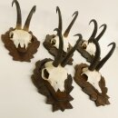 5 Stück Gamsgeweihe Gemse Geweihe auf Trophäenschilder SL max. 22 cm 47.176