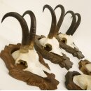 5 Stück Gamsgeweihe Gemse Geweihe auf Trophäenschilder SL max. 22 cm 47.176