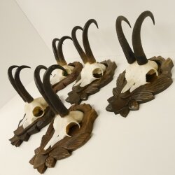 5 Stück Gamsgeweihe Gemse Geweihe auf Trophäenschilder SL max. 22 cm 47.176