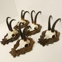 5 Stück Gamsgeweihe Gemse Geweihe auf Trophäenschilder SL max. 22 cm 47.176