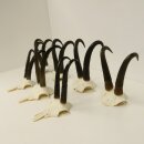 7 bois de chamois Longueur maximale des bois : 23,8 cm...