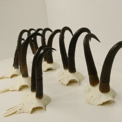 7 Stück Gamsgeweihe Gemse Geweihe Schlauchlänge max. 23,8 cm 47.181
