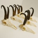 7 bois de chamois Longueur maximale des bois : 22,3 cm...