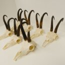 7 bois de chamois Longueur maximale des bois : 22,3 cm...