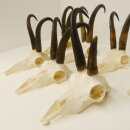 7 cuernos de gamuza Cuernos de gamuza Longitud máxima del tubo: 22,3 cm 47.184