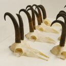 7 cuernos de gamuza Cuernos de gamuza Longitud máxima del tubo: 22,3 cm 47.184