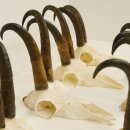 7 cuernos de gamuza Cuernos de gamuza Longitud máxima del tubo: 22,3 cm 47.184