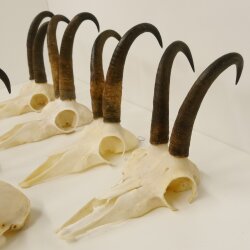 7 cuernos de gamuza Cuernos de gamuza Longitud máxima del tubo: 22,3 cm 47.184