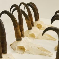 7 cuernos de gamuza Cuernos de gamuza Longitud máxima del tubo: 22,3 cm 47.184