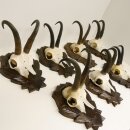 7 Stück Gamsgeweihe Gemse Geweihe auf geschnitzten Trophäenschilder SL max. bis 22,1 cm 47.189