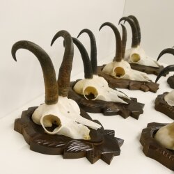 7 Stück Gamsgeweihe Gemse Geweihe auf geschnitzten Trophäenschilder SL max. bis 22,1 cm 47.189