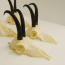 5 Stück Gamsgeweihe Gemse Geweihe Schlauchlänge max. 21,1 cm 47.191
