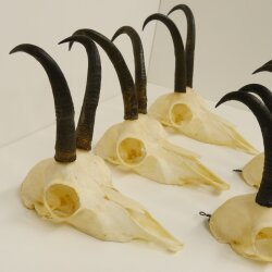 5 Stück Gamsgeweihe Gemse Geweihe Schlauchlänge max. 21,1 cm 47.191