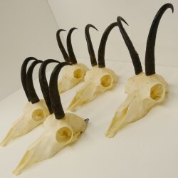 5 Stück Gamsgeweihe Gemse Geweihe Schlauchlänge max. 21,1 cm 47.191
