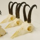 5 Stück Gamsgeweihe Gemse Geweihe Schlauchlänge max. 23 cm 47.192