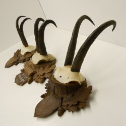 3 Stück Gamsgeweihe Gemse Geweihe auf geschnitzten Trophäenschilder SL max. bis 22,1 cm 47.198