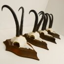 4 pieces of chamois antlers, strong chamois antlers on...