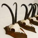 4 pieces of chamois antlers, strong chamois antlers on...