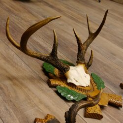 3 pieces of deer antlers, roe deer, roe buck, curiosities, antlers on carved trophy boards 22.1267