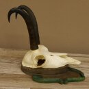 Gamsgeweih Gams Gems Geweih auf geschnitztem Trophäenschild SL 22,5 cm 47.214