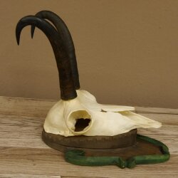 Gamsgeweih Gams Gems Geweih auf geschnitztem Trophäenschild SL 22,5 cm 47.214