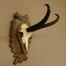 Gamsgeweih Gams Gems Geiß Geweih auf geschnitztem Trophäenschild SL 23,4 cm 47.228