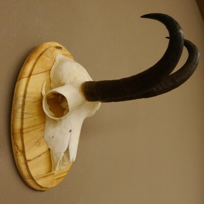 Gamsgeweih Gams Bock Gems Geweih auf Trophäenschild SL 22,3 cm 47.234
