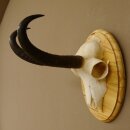 Gamsgeweih Gams Bock Gems Geweih auf Trophäenschild SL 22,3 cm 47.234