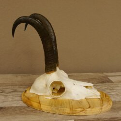 Gamsgeweih Gams Bock Gems Geweih auf Trophäenschild SL 22,3 cm 47.234