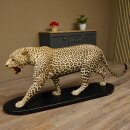Leopard Präparat Raubkatze auf Dekoplatte laufend mit offenem Maul echte Zähne