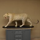 Leopard Präparat Raubkatze auf Dekoplatte laufend mit offenem Maul echte Zähne