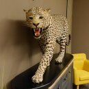 Leopard Präparat Raubkatze auf Dekoplatte laufend mit offenem Maul echte Zähne
