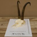 Gamsgeweih starker Bock Gams Gems Geweih SL 24,5 cm  IP 99,0