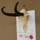 Gamsgeweih kapitales Bock Gams Gems Geweih SL 24,4 cm  IP 101,3 Bronze