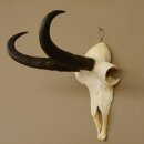 Gamsgeweih kapitales Bock Gams Gems Geweih SL 24,4 cm  IP 101,3 Bronze