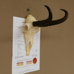 Gamsgeweih kapitales Bock Gams Gems Geweih SL 24,4 cm  IP 101,3 Bronze