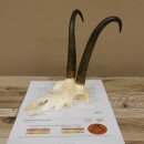 Bois de chamois Chamois Chèvre Chamois Bois SL...