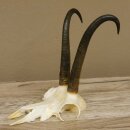 Gamsgeweih Gams Geiß Gems Geweih SL 23,6 cm IP 96,9 Bronze