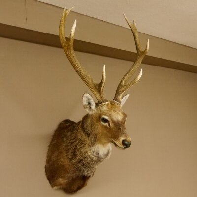 Cervo sika testa di cervo imponente Testa Spalla Preparato Altezza 114 cm Preparato testa principale 85.2.34