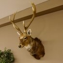 Sika deer, magnificent stag head, head and shoulder...