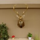Cervo sika testa di cervo imponente Testa Spalla Preparato Altezza 114 cm Preparato testa principale 85.2.34