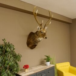 Cervo sika testa di cervo imponente Testa Spalla Preparato Altezza 114 cm Preparato testa principale 85.2.34