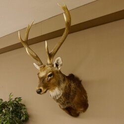 Cervo sika testa di cervo imponente Testa Spalla Preparato Altezza 114 cm Preparato testa principale 85.2.34