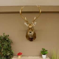 Cervo sika testa di cervo imponente Testa Spalla Preparato Altezza 114 cm Preparato testa principale 85.2.34