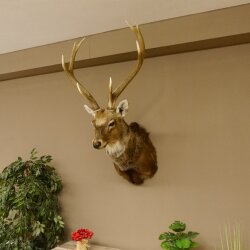 Cervo sika testa di cervo imponente Testa Spalla Preparato Altezza 114 cm Preparato testa principale 85.2.34