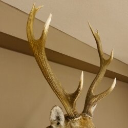 Cervo sika testa di cervo imponente Testa Spalla Preparato Altezza 114 cm Preparato testa principale 85.2.34
